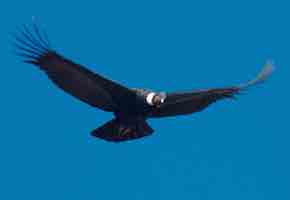 aa74-condor