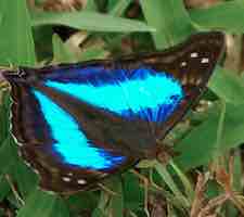 aa74-mariposaazul