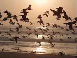 paracas