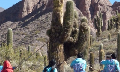 CardonesJujuy